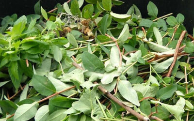 Green Waste Collection