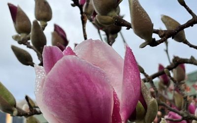 Lithgow Library Garden Group