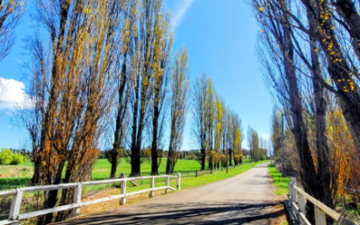 Proposed road naming – Karoo Drive, Meadow Flat
